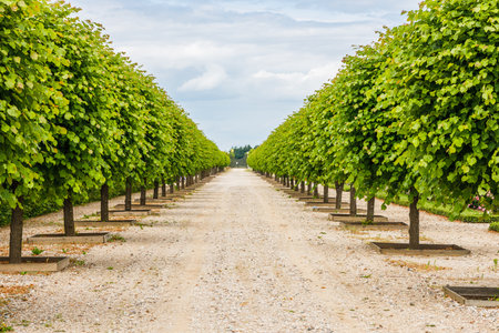 Park paths near the Rundale palace in Latvia.のeditorial素材