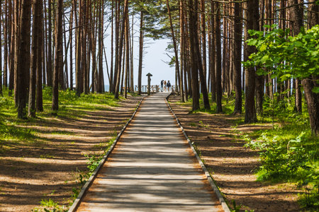 Scenic Forest Pathway Through Tall Pines Leading to the Sea on a Sunny Day