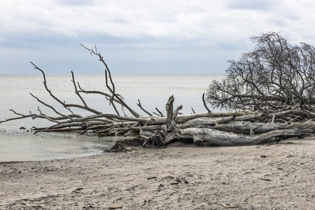 Weathered fallen tree trunk on deserted Baltic Sea beachの写真素材