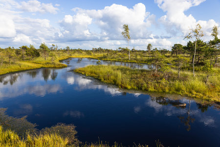 Kemeri Bog Pools, Latvia - Reflections in Raised Peatland at Kemeri National Park