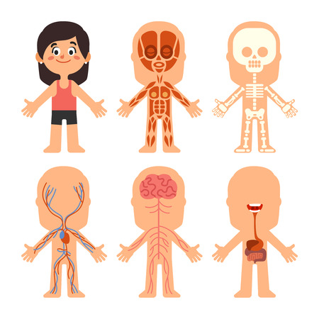 Cartoon girl body anatomy. Woman brain veins, organs liver and nervous system biology chart. Human skeleton and muscle systems education science medical physiology vector isolated symbol illustrationのイラスト素材