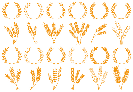 Wheat or barley ears. Harvest wheat grain, growth rice stalk and whole bread grains or field cereal nutritious rye grained agriculture products ear symbol. Isolated vector icons setの写真素材
