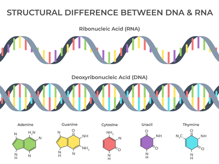 Infographic DNA and RNA spiral. Ribonucleic vs deoxyribonucleic acid structure, genetic structure and scientific vector illustrationのイラスト素材