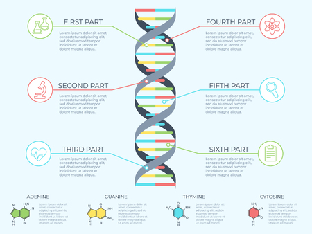 DNA infographic. Genetic spiral, genomic model molecule diagram and adn pattern structure chart. Medicine molecular rna, chromosome infographics or dna gene scientific vector concept illustrationのイラスト素材