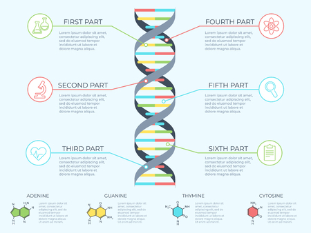 DNA infographic. Genetic spiral, genomic model molecule diagram and adn pattern structure chart. Medicine molecular rna, chromosome infographics or dna gene scientific vector concept illustrationの素材 [FY310122364720]