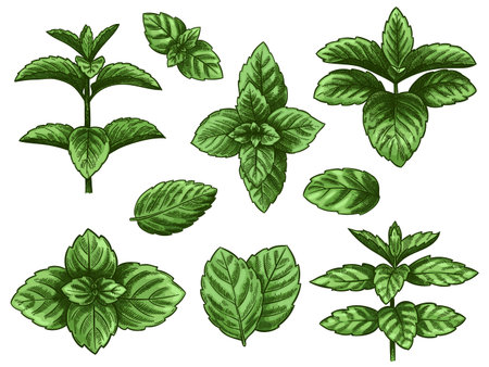 Green mint leaves. Sketch peppermint herb, spearmint plant. Melissa menthol leaf vintage hand drawn vector botanical isolated set. Healthy aroma, herbal natural plant isolated on white backgroundのイラスト素材