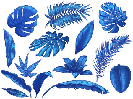 Blue tropical leaves. Exotic palm tree leaf, botanical monstera and floral isolated vector illustration set. Summer floral monstera, jungle palm naturalのイラスト素材