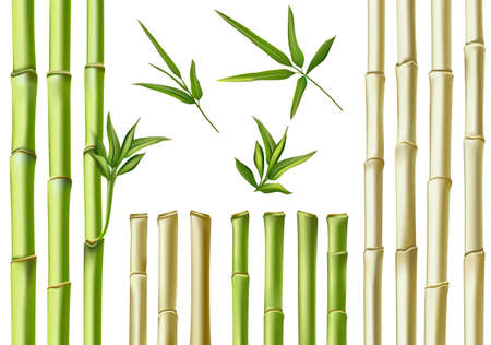 Realistic bamboo sticks. 3d green and brown branches, stem and leaves. Nature botanical hollow canes. Asian bamboo eco decoration vector set. Fresh green foliage, natural, organic plantsのイラスト素材