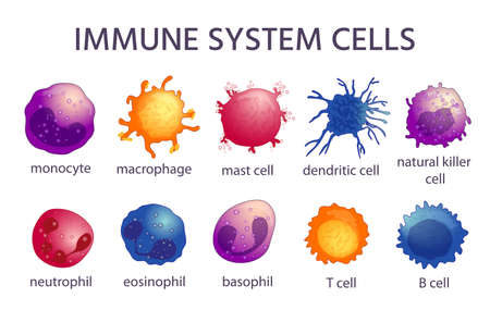 Immune system cell types. Cartoon macrophage, dendritic, monocyte, mast, b and t cells. Adaptive and innate immunity, lymphocyte vector setのイラスト素材