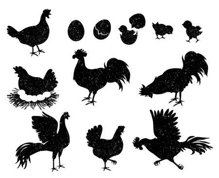 Rooster, hen and chicken silhouettes for vintage and labels. Poultry icons for meat and egg products. Domestic birds family vector setのイラスト素材