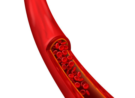 Blood vessel realistic element. Cardiovascular structure with detailed red cell. Microscopic...