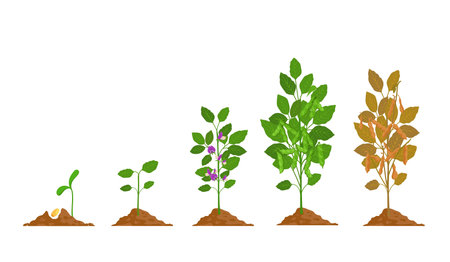 Farm soy plant with bean pod growth stages. Soybean seed, sprout, flower and ripening phase. Agriculture legume soya grow process vector setのイラスト素材