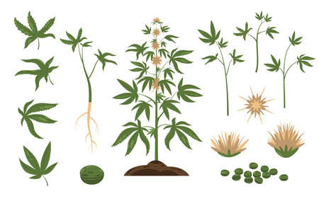 Cannabis plant. Green weed leaf and plant seeds, cartoon bundle of marijuana buds inflorescences, wild hemp foliage flat style. Vector isolated setのイラスト素材