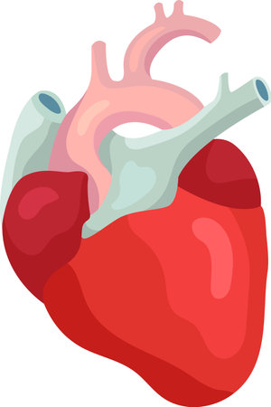 Internal organ responsible for pumping blood throughout the circulatory system, featuring realistic anatomical details of arteries, veins, and ventricles, essential for sustaining lifeのイラスト素材