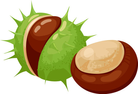 Ripe horse chestnut emerging from its spiky green shell, revealing a glossy brown fruit. Isolated illustration on a clean white background, highlighting natures autumn bountyのイラスト素材