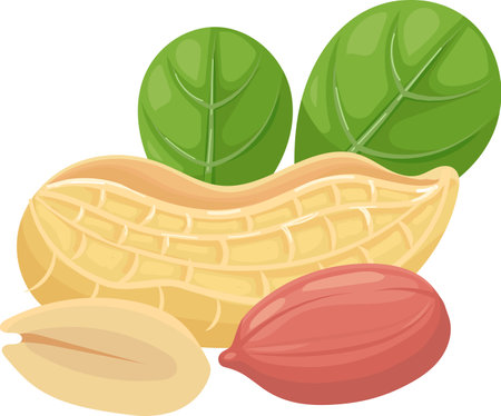 Open peanut shell revealing two nuts and two green leaves showing the inside of the shell and the nuts inside, isolated on white backgroundのイラスト素材