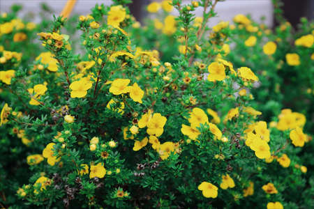 Summer yellow buttercups. Green grassの写真素材