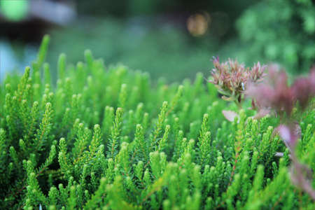 Green ground cover herbs. Summer. Evening shootingの写真素材