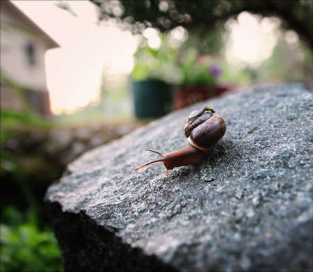 A snail on a stone. Summer. Evening shootingの写真素材
