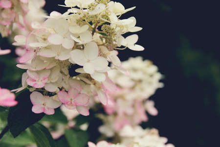Background. White hydrangea. Blurred background. Summer shootingの写真素材