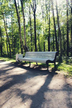 Background. Bench on the road in the park. Summer shootingの写真素材