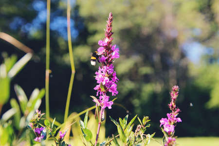 A bee collects honey on willow herb.の写真素材