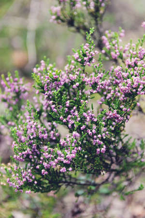 Heather in the middle of the forest. Close shotの写真素材