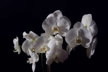 Closeup white contrast orchids on black backgroundの写真素材