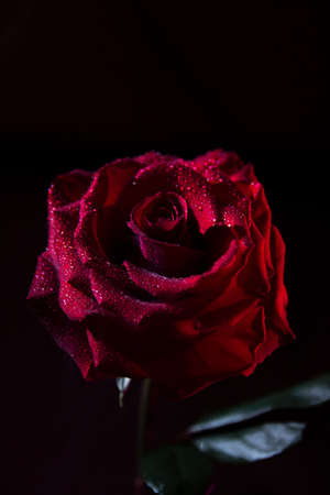 Closeup red contrast rose on black backgroundの写真素材