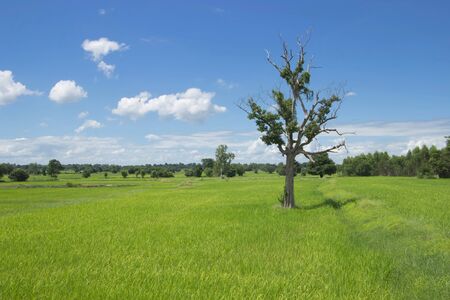 Trees and Fieldsの写真素材