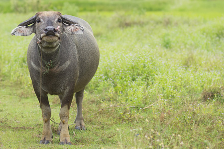 Buffalo looking at cameraの写真素材