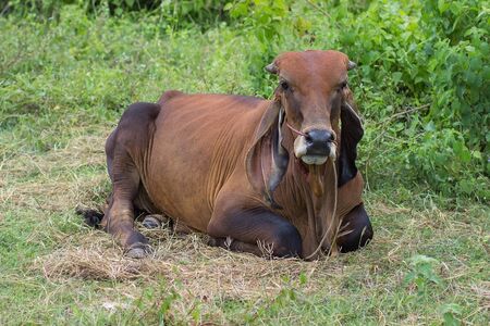 Red cow lying on the grassの写真素材