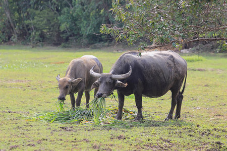 Buffalo graze in a field