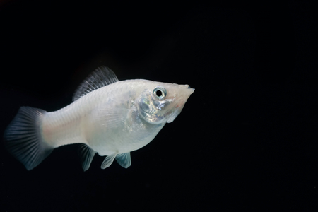 Swordtail white color females in the dark selective focusの写真素材