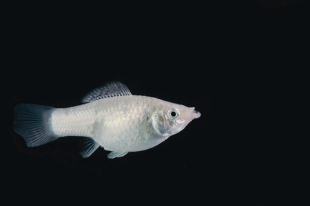 Swordtail white color females in the dark selective focus