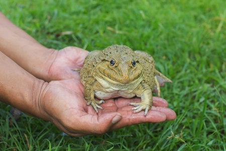 Big Frog is on the hands of farmers selective focus to eye