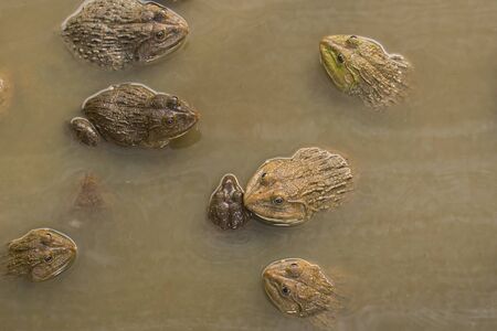 Frogs in a well cement selective focusの写真素材