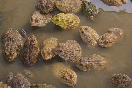 Frog in a well cement selective focusの写真素材
