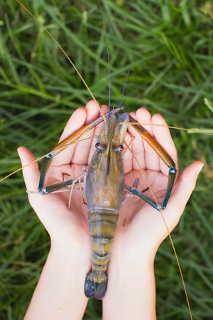 Giant Freshwater Prawn Macrobra chium rosenbergii de Man on hand, selective focusの写真素材
