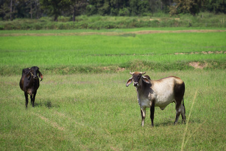 Cows standing on field selective focusの写真素材