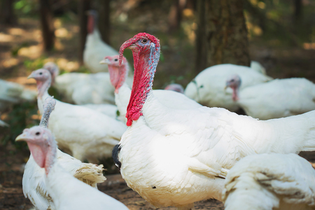 White Turkeys in farmの写真素材