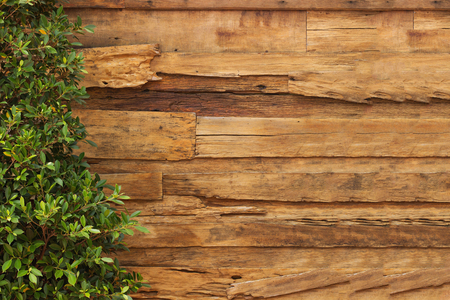 wall wood texture and plantsの写真素材