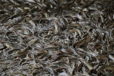 Catfish farm before caught selling solf focusの写真素材