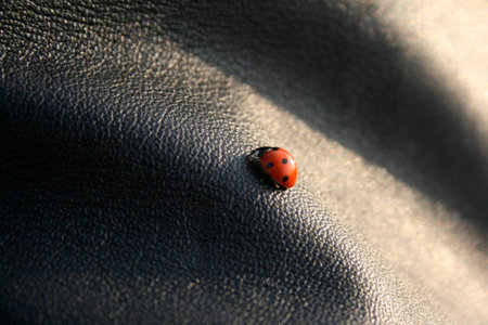 Lady in Redの写真素材