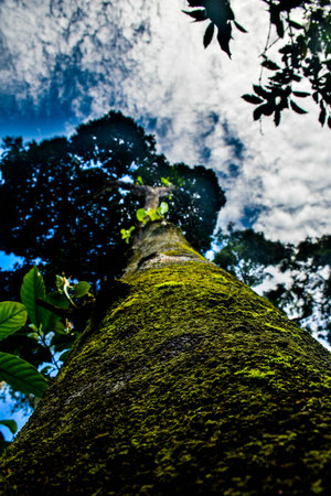 Tree from belowの写真素材