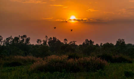 Parakeets under the sunの写真素材