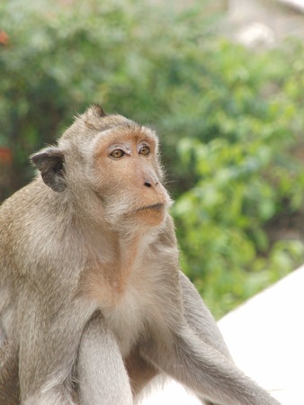 monkey looking at onceの写真素材