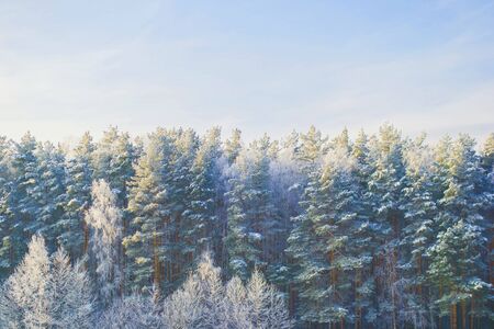 Winter pine forest covered with snow and blue skyの写真素材