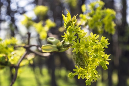 Bunch of maple miniature green flowers in the springの写真素材