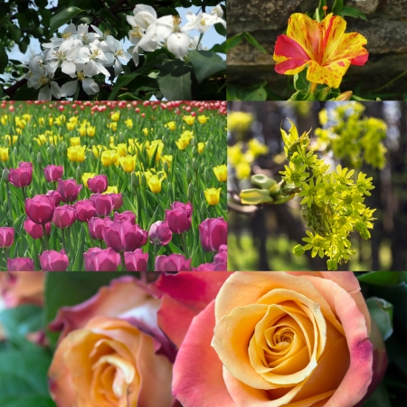 Set of different spring flowersの写真素材